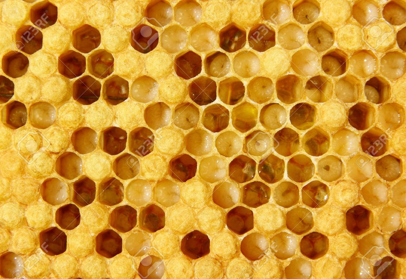 The images show larvae of bees and their future cocoons. Part of hundred empty. - 9833270 The images show larvae of bees and their future cocoons. Part of hundred empty. - 9833270