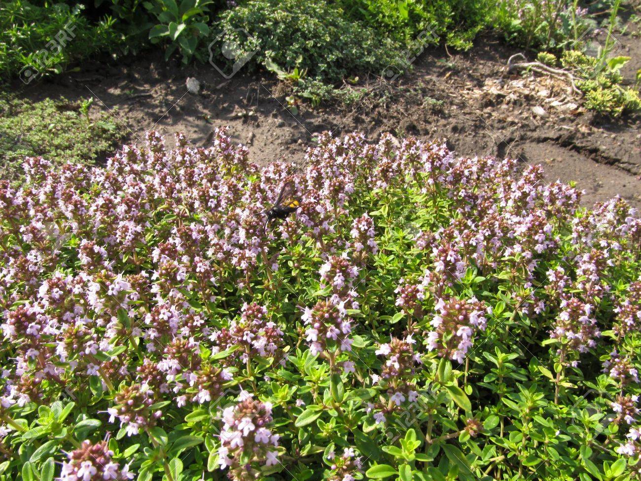 Thyme or Shepherd ( Thymus pastoralis - L.) It grows in woodsand fields and waste places. Gives the fragrant nectar. - 9833276 Thyme or Shepherd ( Thymus pastoralis - L.) It grows in woodsand fields and waste places. Gives the fragrant nectar. - 9833276