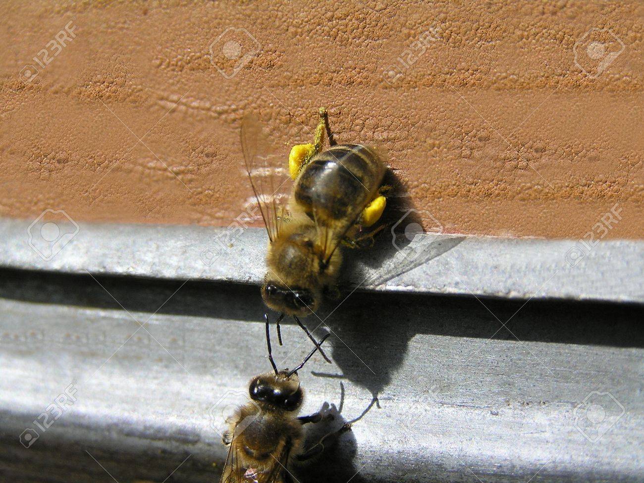Bees are divided into groups, each of that executes the functions. In this case one bee delivered pollen in a beehive. Other bee checks her for belonging to this family. - 12035613 Bees are divided into groups, each of that executes the functions. In this case one bee delivered pollen in a beehive. Other bee checks her for belonging to this family. - 12035613