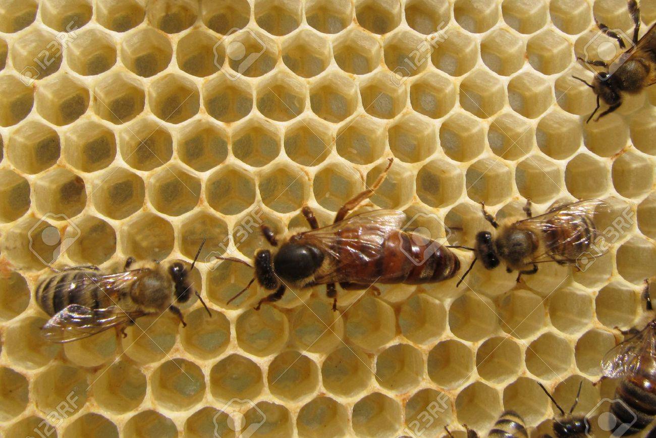 Queen Bee lays eggs. She is accompanied by a bee. - 12427637 Queen Bee lays eggs. She is accompanied by a bee. - 12427637