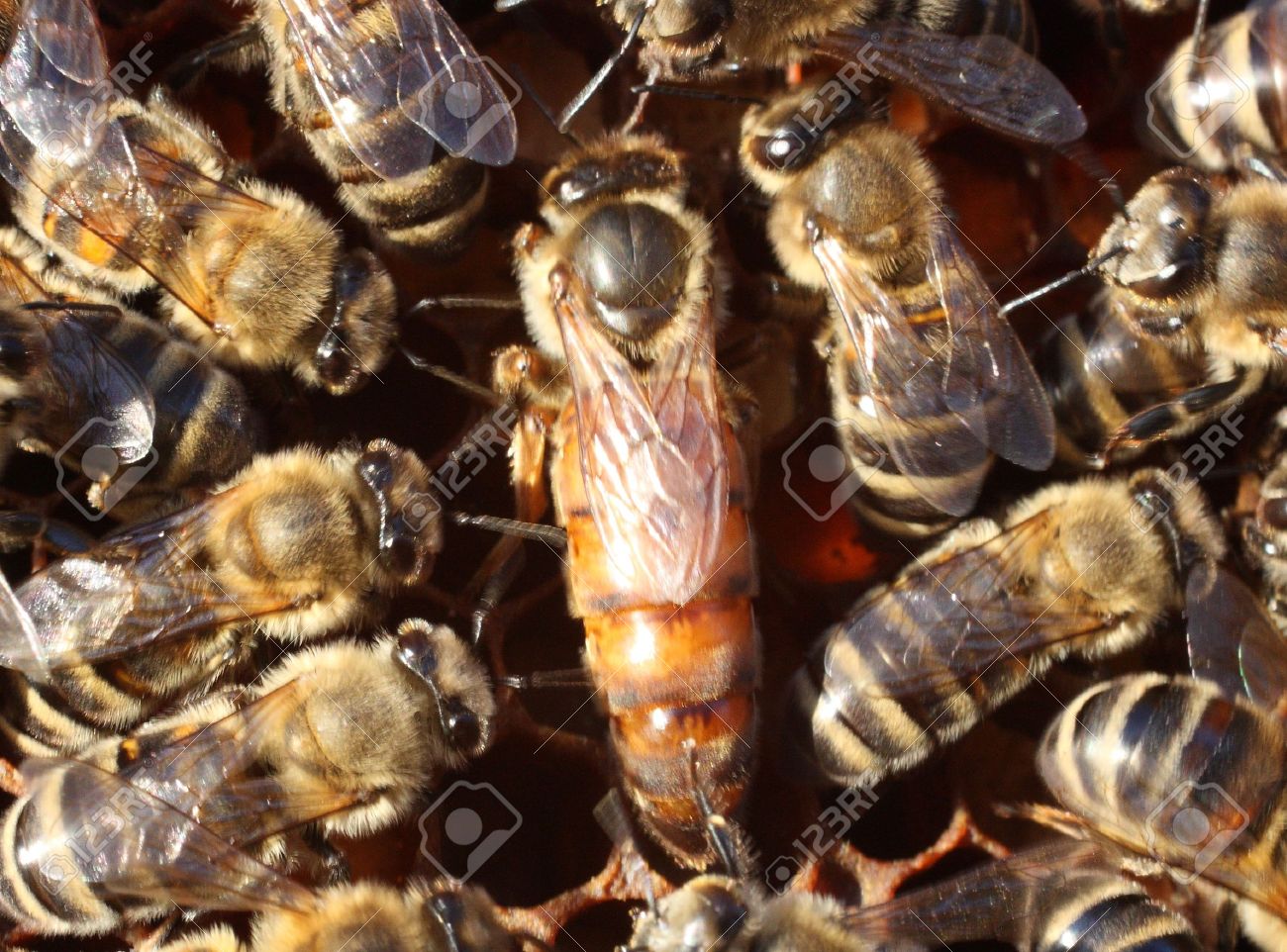 Queen bee surrounded by the workers The movement of bees always leads to a blurred image - 13355490 Queen bee surrounded by the workers The movement of bees always leads to a blurred image - 13355490
