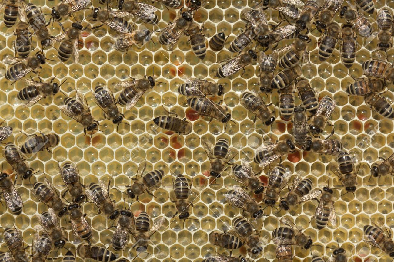 蜂の巣に蜂 ミツバチは 蜜を蜂蜜に変換します の写真素材 画像素材 Image 蜂の巣に蜂 ミツバチは 蜜を蜂蜜に変換します の写真素材 画像素材 Image