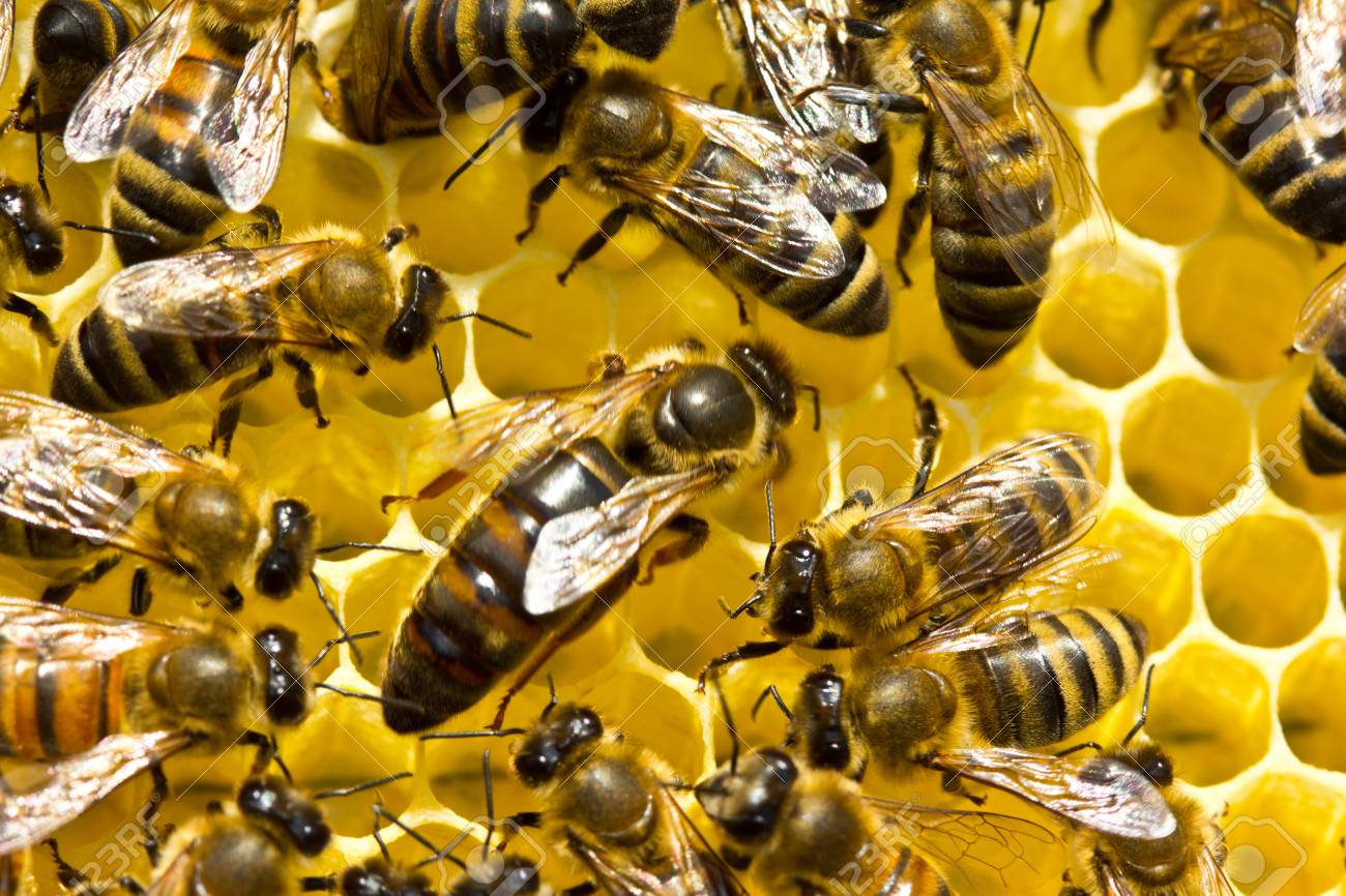 Queen Bee Lays Eggs In The Honeycomb Stock Photo Picture And Royalty Free Image Image