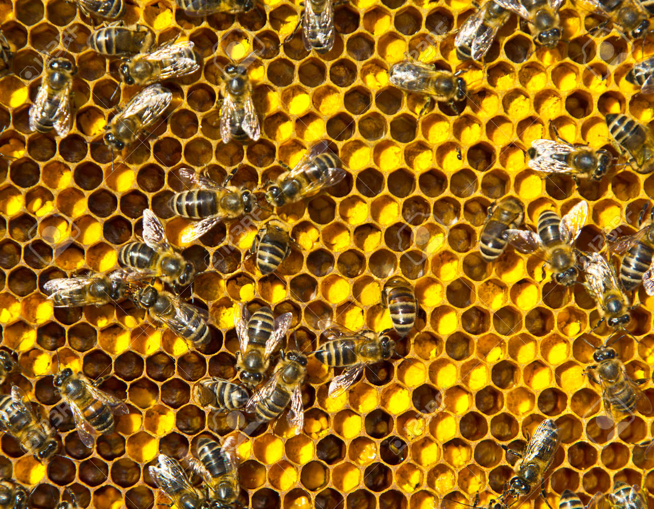Close up pollen in honeycombs. The color of pollen depends on how it is taken from the flowers. - 167495037 Close up pollen in honeycombs. The color of pollen depends on how it is taken from the flowers. - 167495037