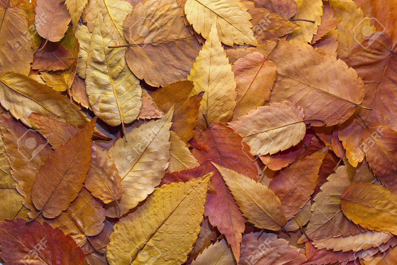 American Beech Tree Autumn Leaves Background In The Fall Stock Photo Picture And Royalty Free Image Image