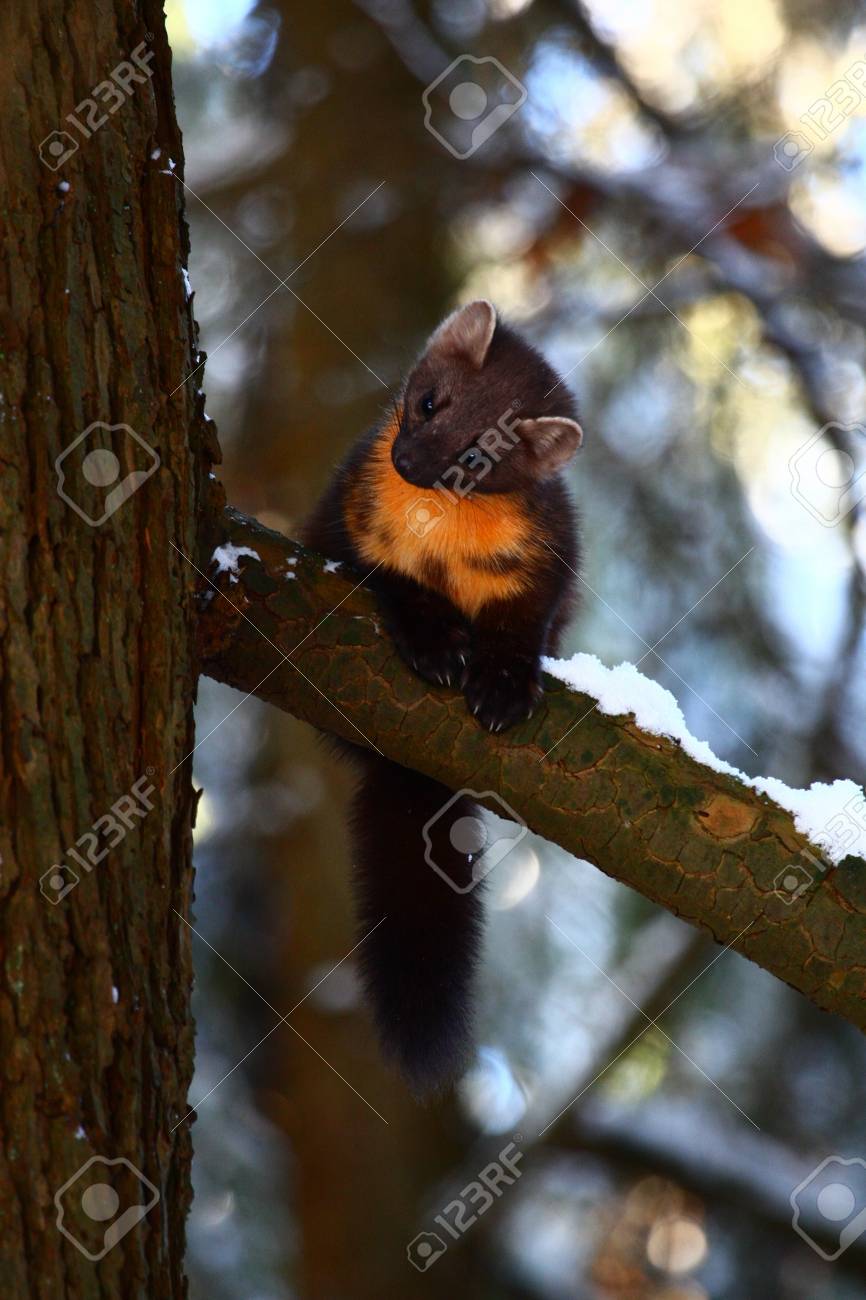 etiam-dictum-ipsum-a-felis