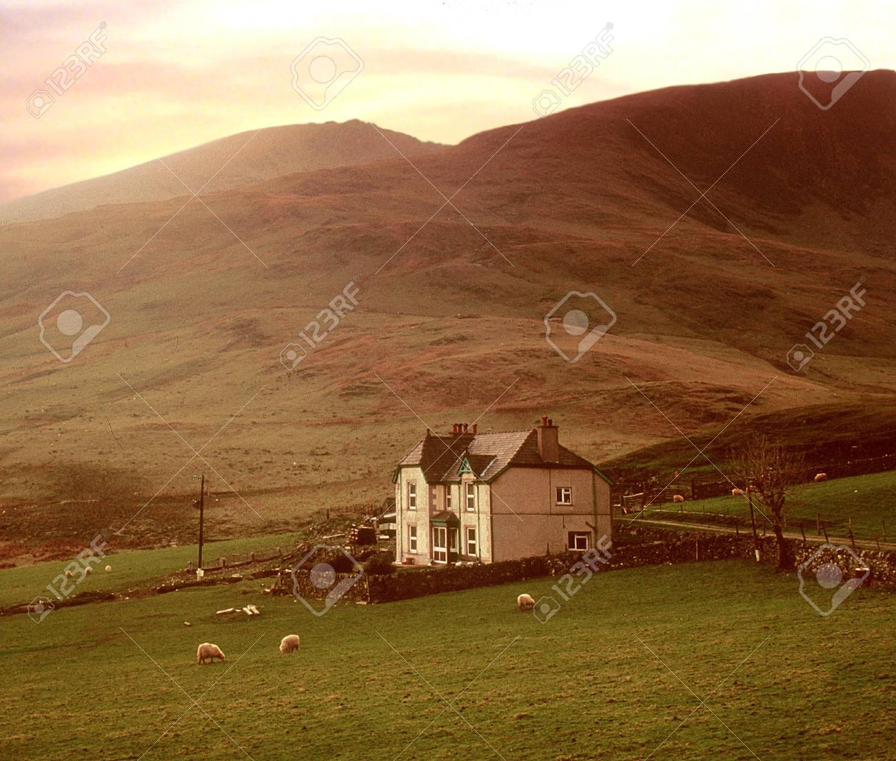 etiam-dictum-ipsum-a-felis