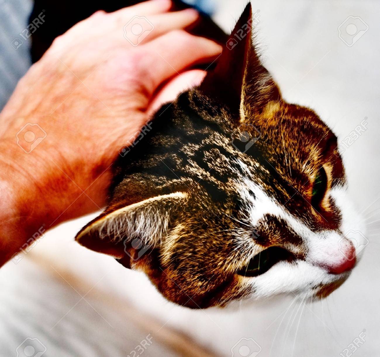 etiam-dictum-ipsum-a-felis