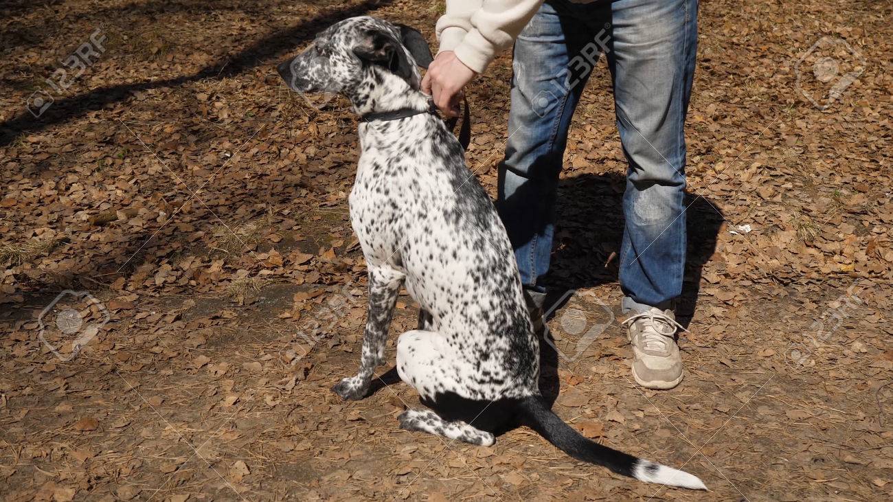 Propriétaire Homme à Lextérieur Avec Un Chien Dalmatien Tacheté Noir Et Blanc Homme Laisse Le Chien En Laisse