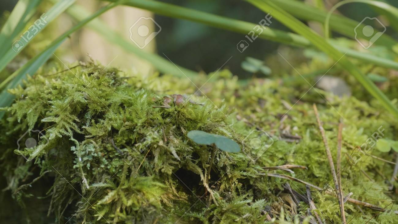 苔草の森 日光 モスのクローズ アップで美しい緑の苔 コケは木に成長します の写真素材 画像素材 Image 苔草の森 日光 モスのクローズ アップで美しい緑の苔 コケは木に成長します の写真素材 画像素材 Image