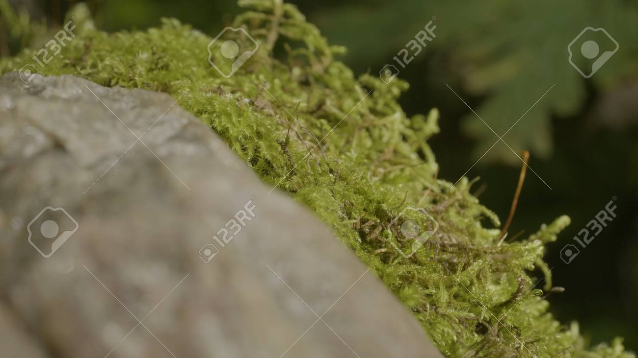 太陽の光の中に美しい緑の苔 苔は木に生える 苔の美しい背景 苔の葉 秋 森 自然 野生動物 の写真素材 画像素材 Image