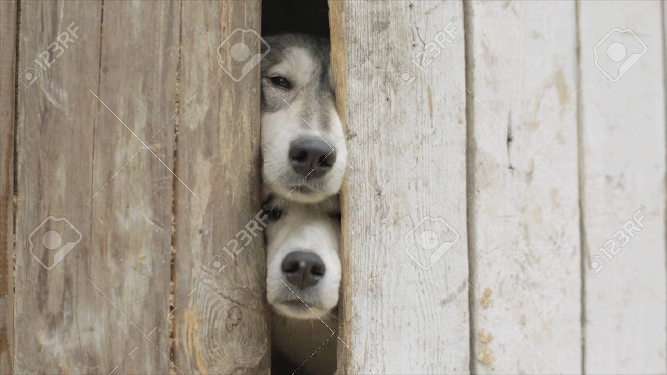 dog under fence