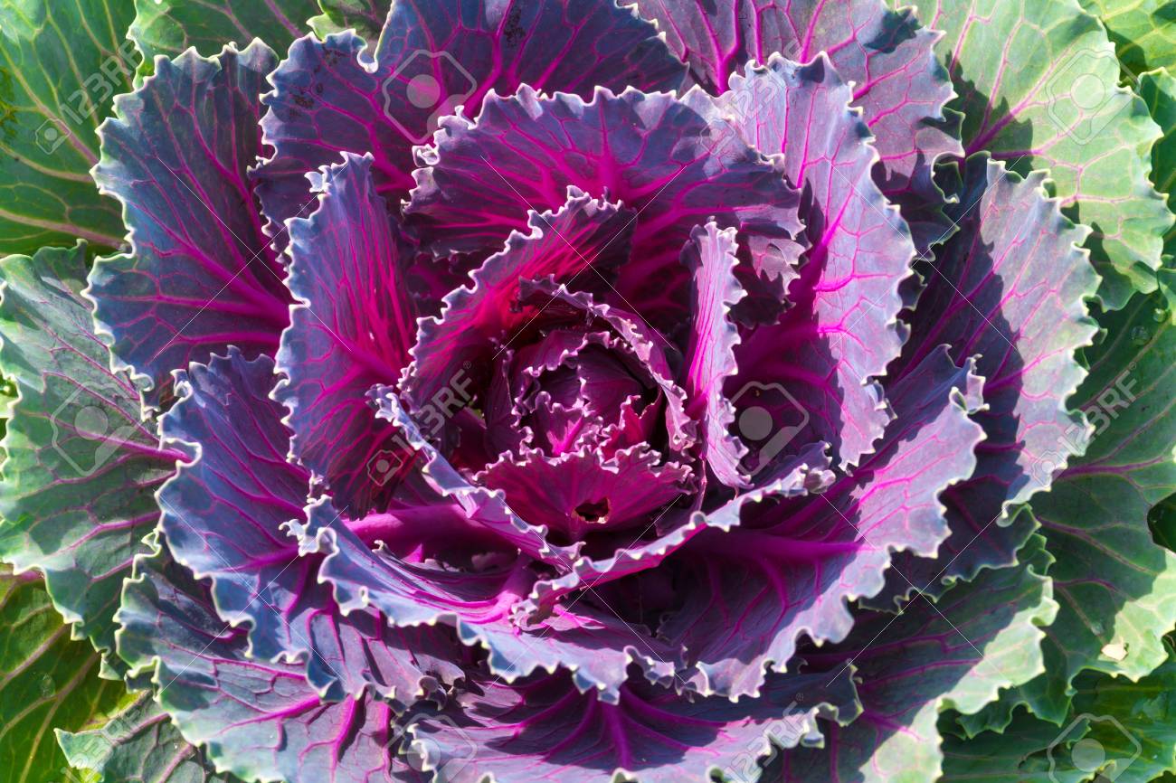 紫レタス の写真素材 画像素材 Image