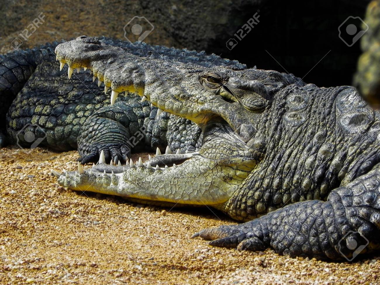 etiam-dictum-ipsum-a-felis