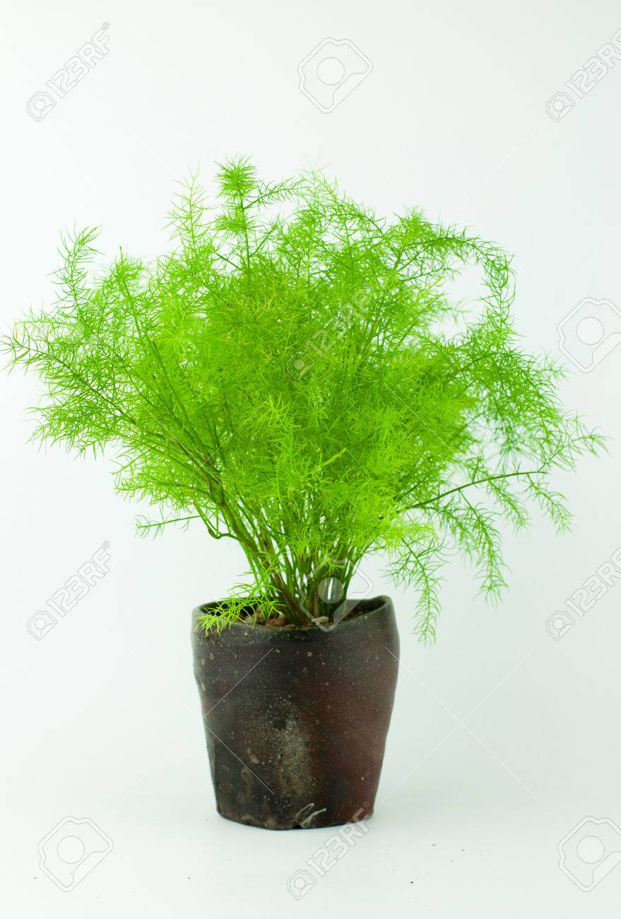 乱雑なアスパラガスシダ別名アワ シダ暗いブラウン手作り日本スタイル紅茶カップ ホワイト バック グラウンド分離で成長 の写真素材 画像素材 Image
