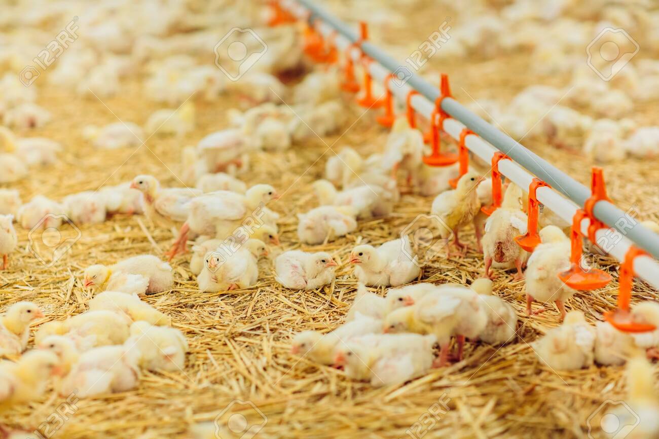 Indoors Chicken Farm Chicken Feeding Farm For Growing Broiler Stock Photo Picture And Royalty Free Image Image 127762698