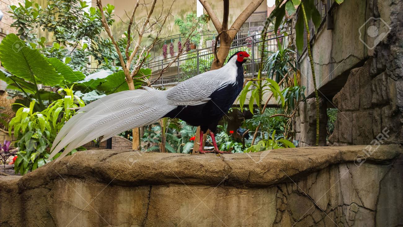 etiam-dictum-ipsum-a-felis