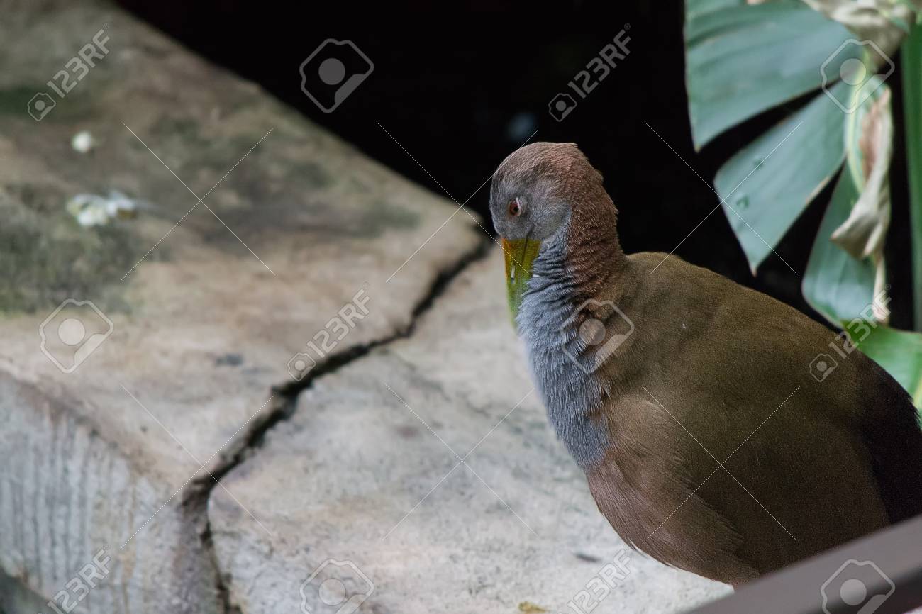 giant wood rail stock