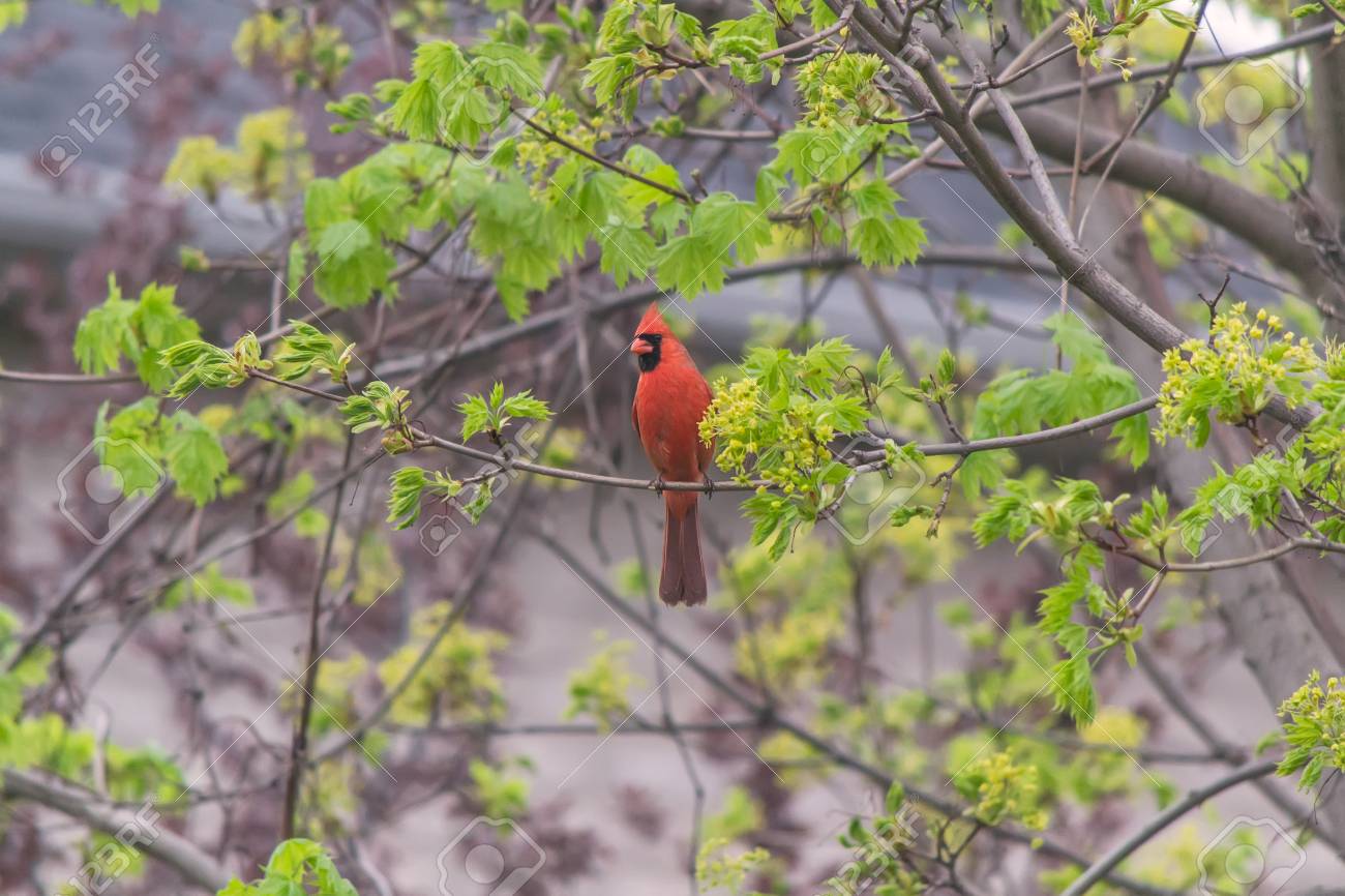 [Image: 59914193-cardinal-in-the-tree.jpg]