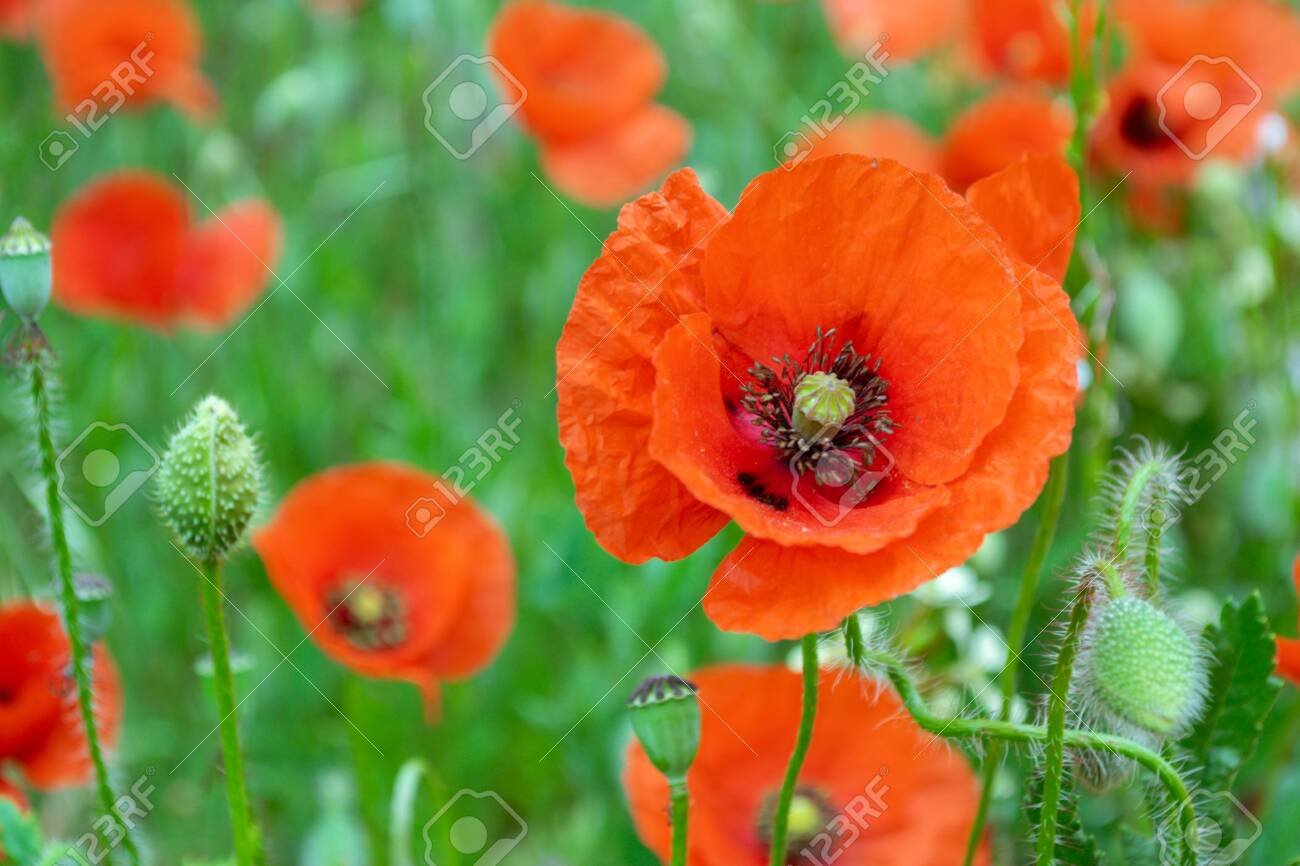 Poppy Flower Of Red Color On Green Field Accompanied By Other
