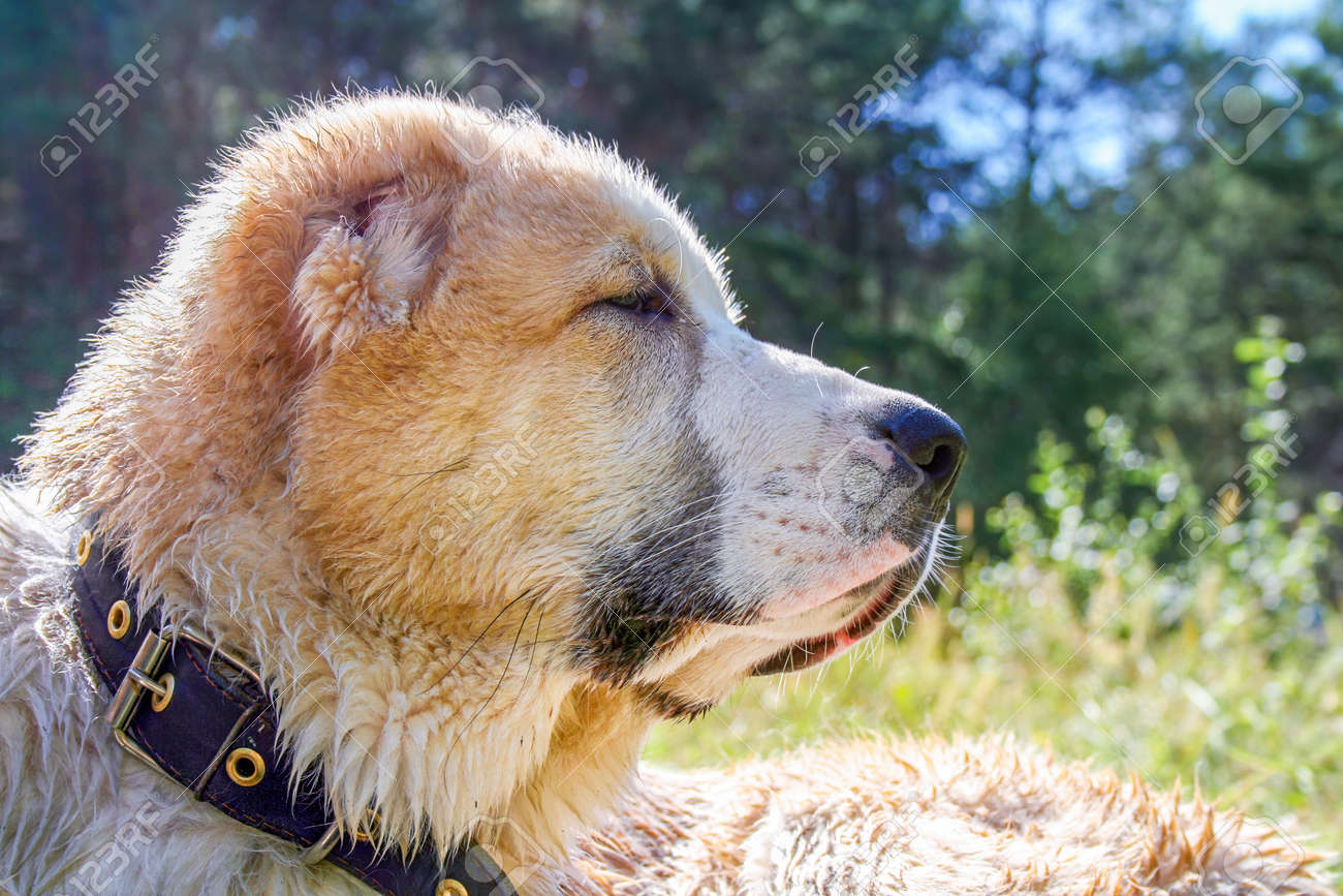 중앙 아시아 양치기 개 알라바이 또는 알라바이는 가축 수호견 품종의 클로즈업 초상화입니다 로열티 무료 사진, 그림, 이미지 그리고  스톡포토그래피. Image 187749570