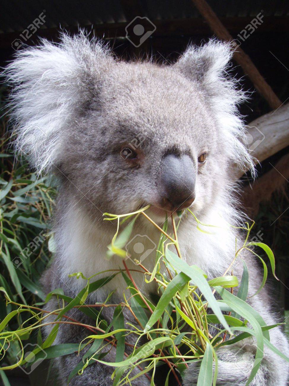 Koala Close Up From Ballarat Wildlife Park Outside Of Melbourne
