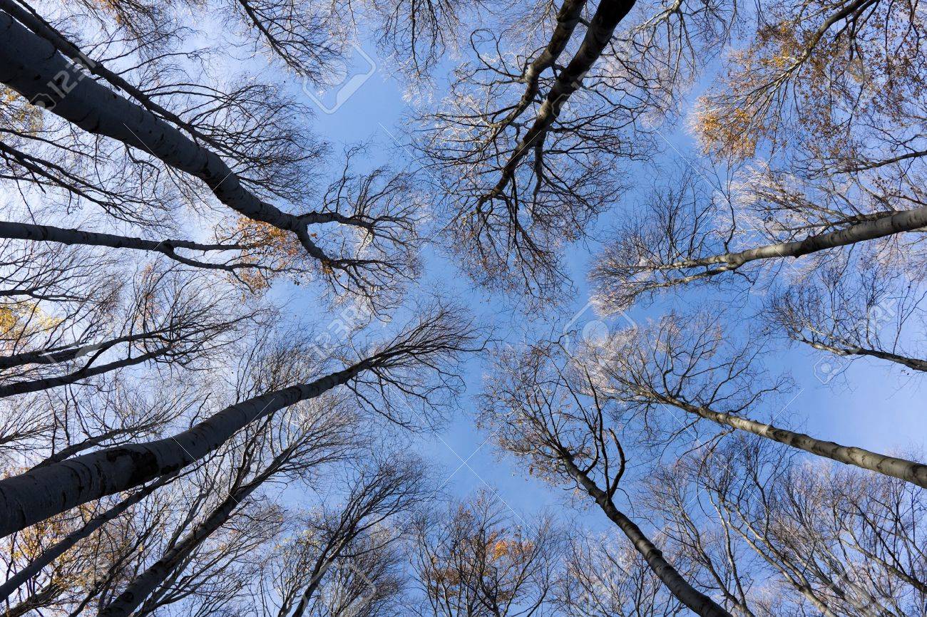 High treetop of a tree against the blue sky - 3962277 High treetop of a tree against the blue sky - 3962277