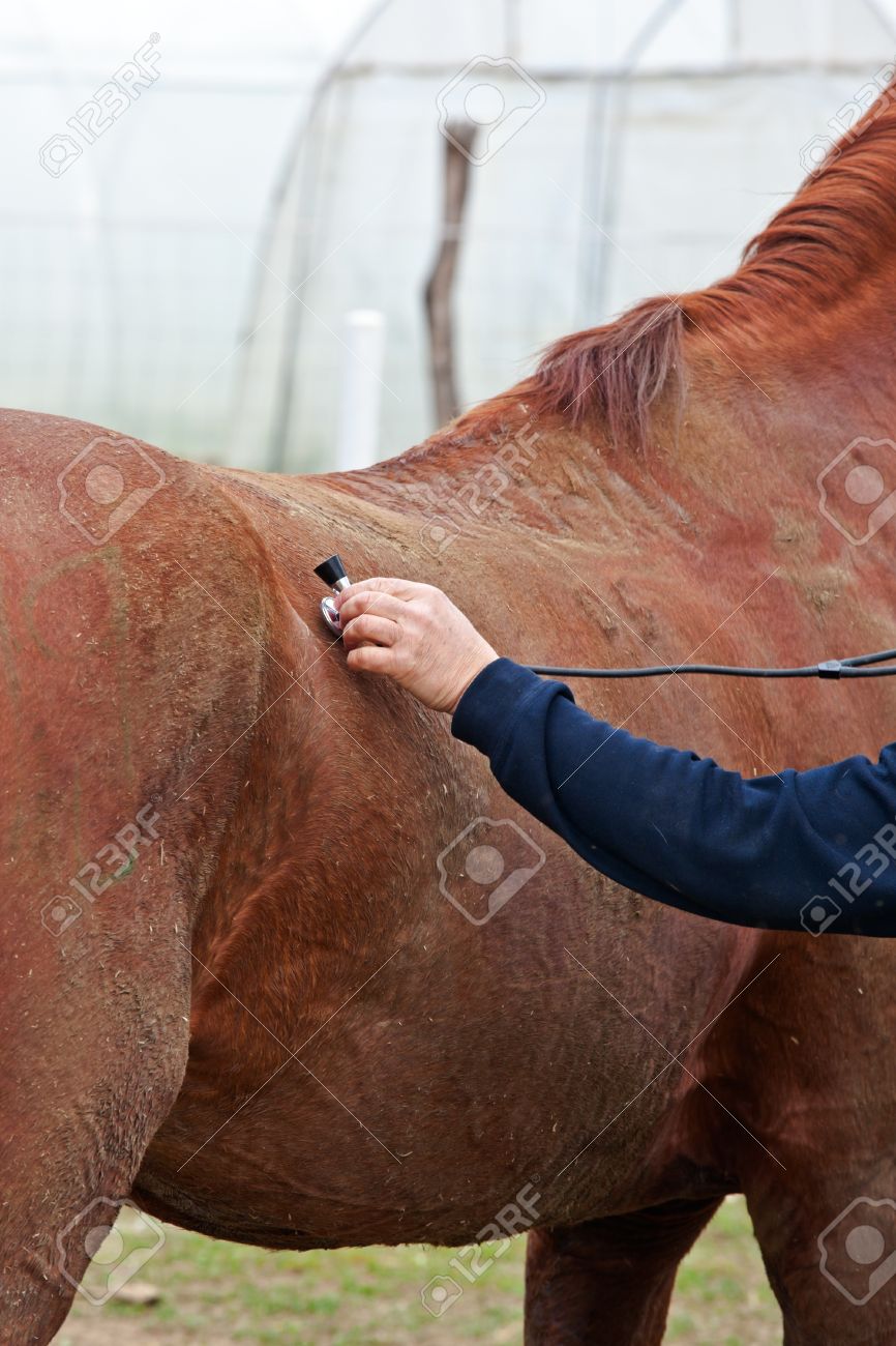 Horse - veterinary examination. Measurement pulse - 9375247 Horse - veterinary examination. Measurement pulse - 9375247