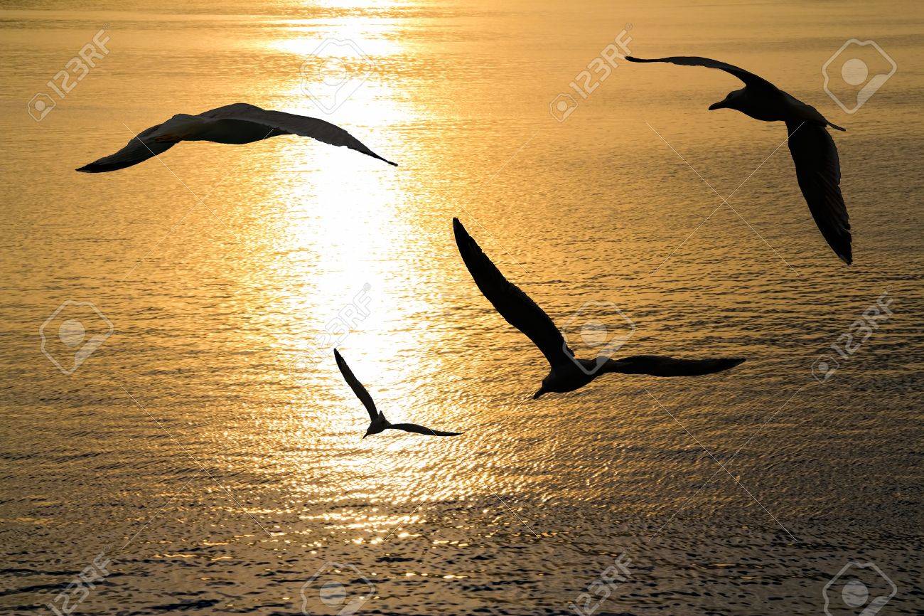 Seagulls flying positions on sunset. - 15586232 Seagulls flying positions on sunset. - 15586232