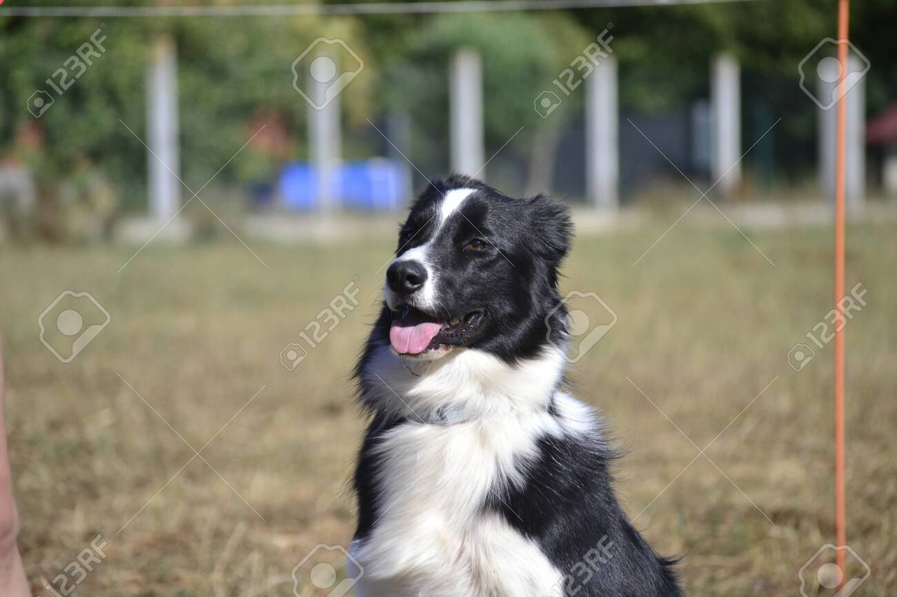 border collie leash training