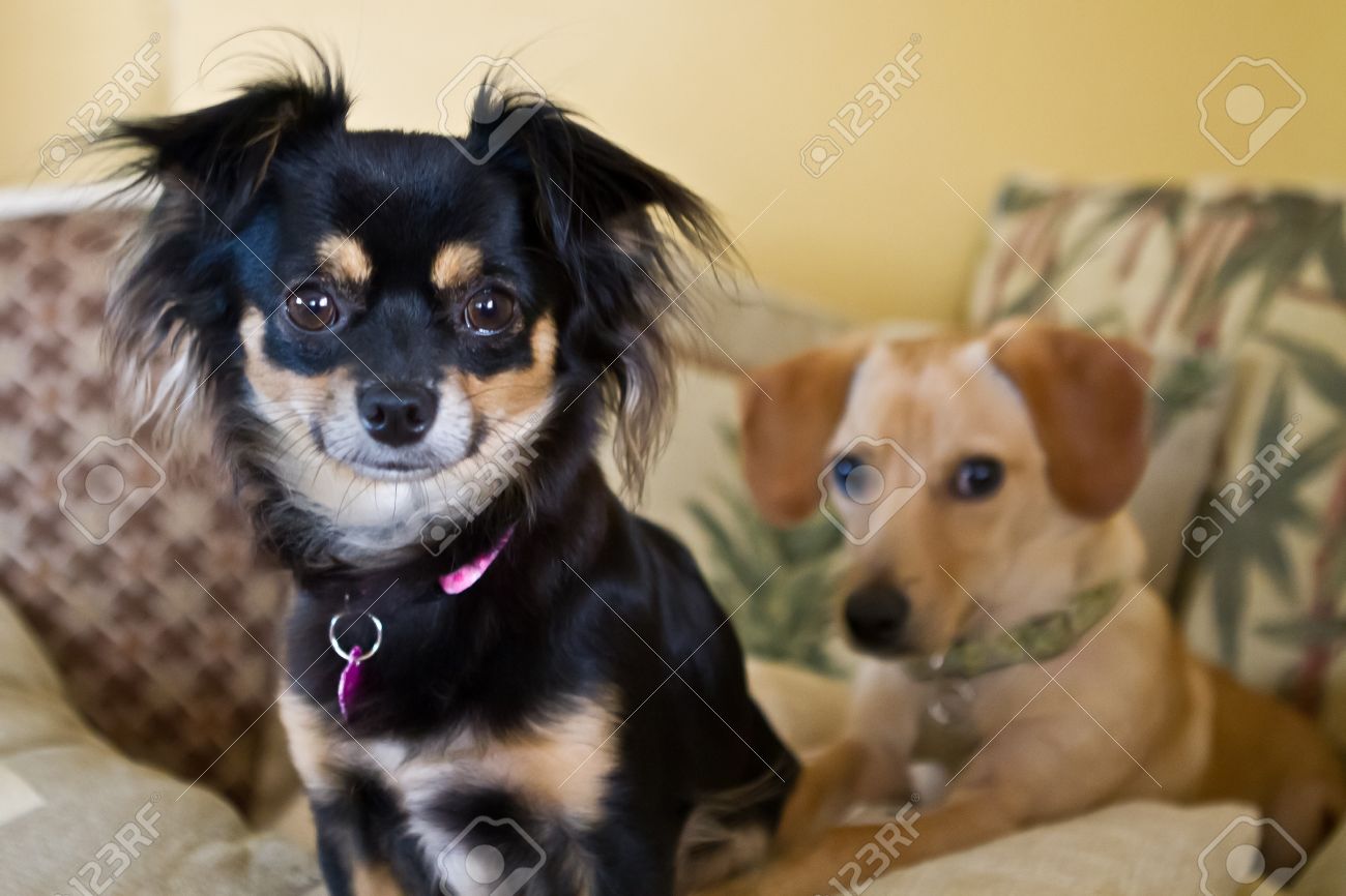 best dog muzzle for grooming