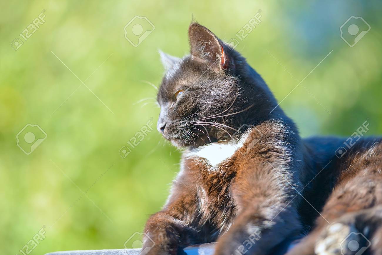 etiam-dictum-ipsum-a-felis