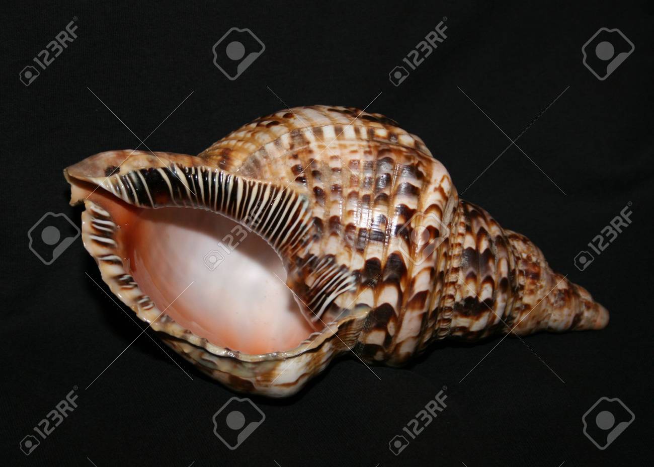 etiam-dictum-ipsum-a-felis