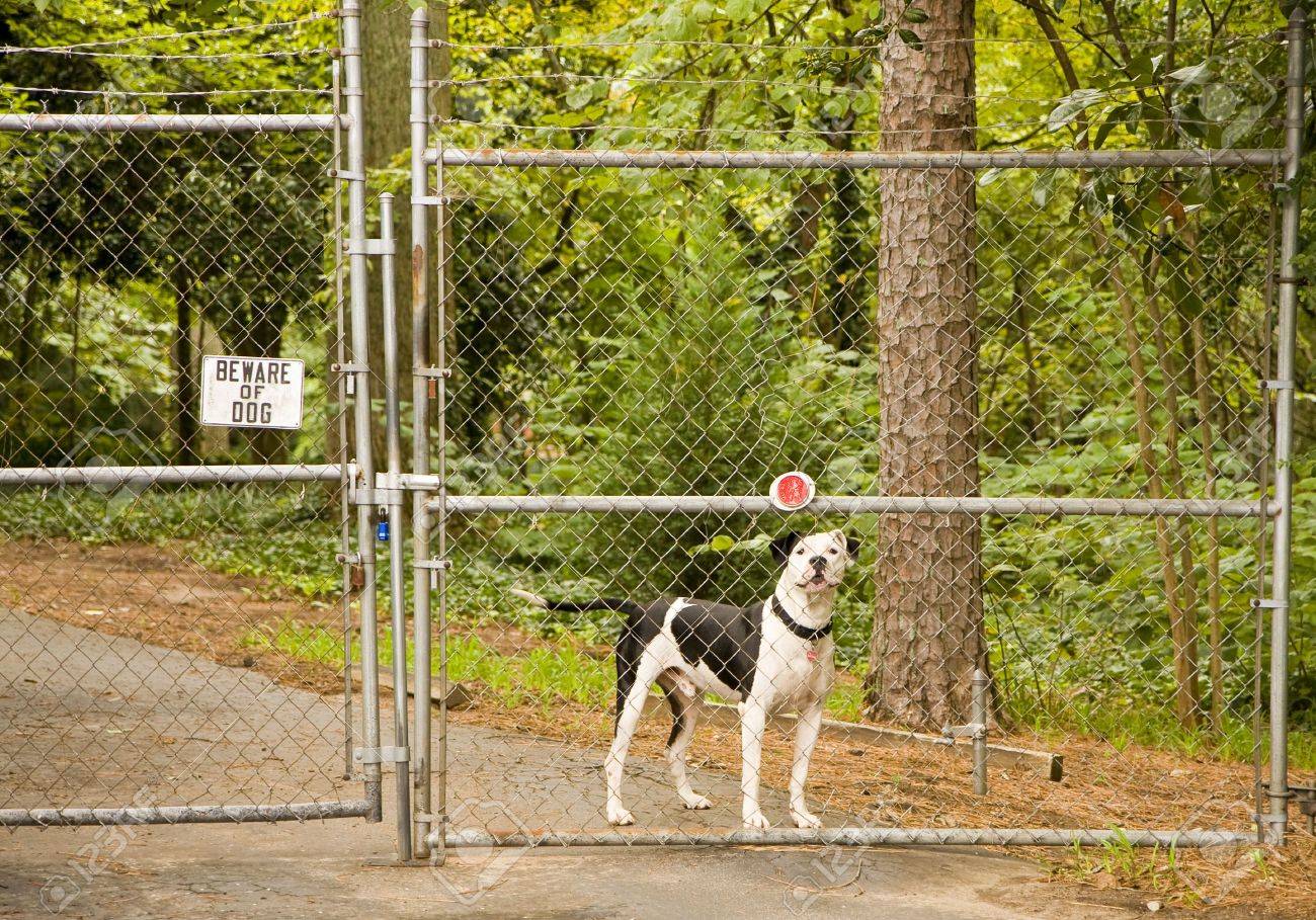 pitbull fence