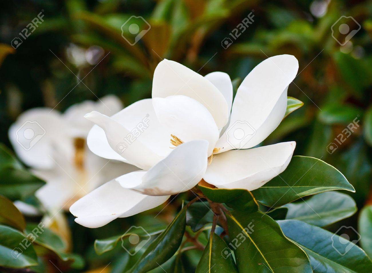 Etymological Meaning of the Magnolia Flower