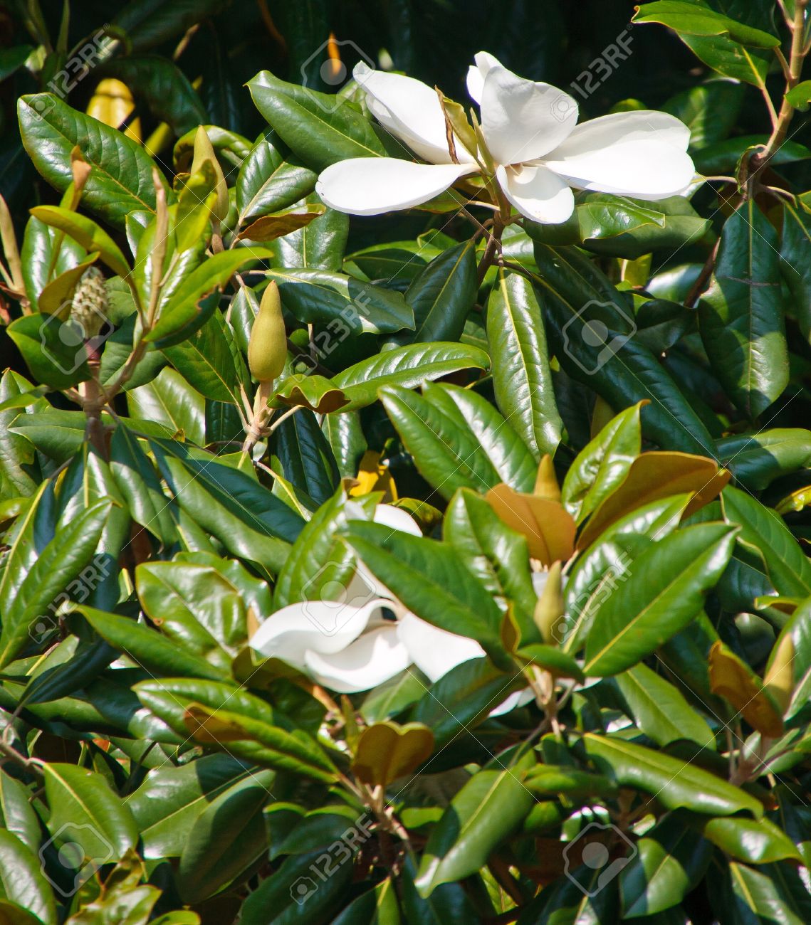 日差しの中でマグノリアの木の 2 つのホワイト マグノリア花 の写真素材 画像素材 Image