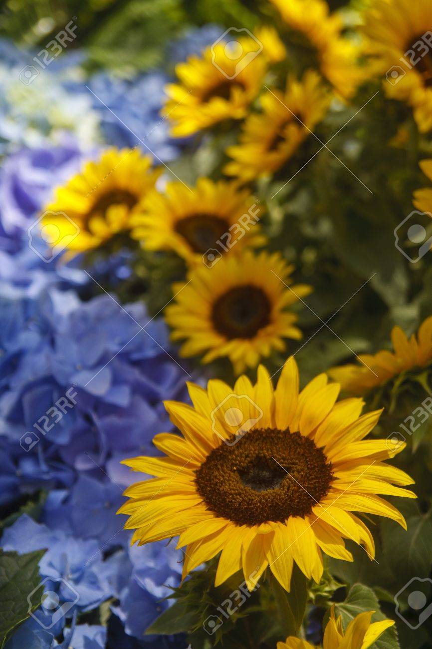 黄色いヒマワリ 青い紫陽花の庭 の写真素材 画像素材 Image