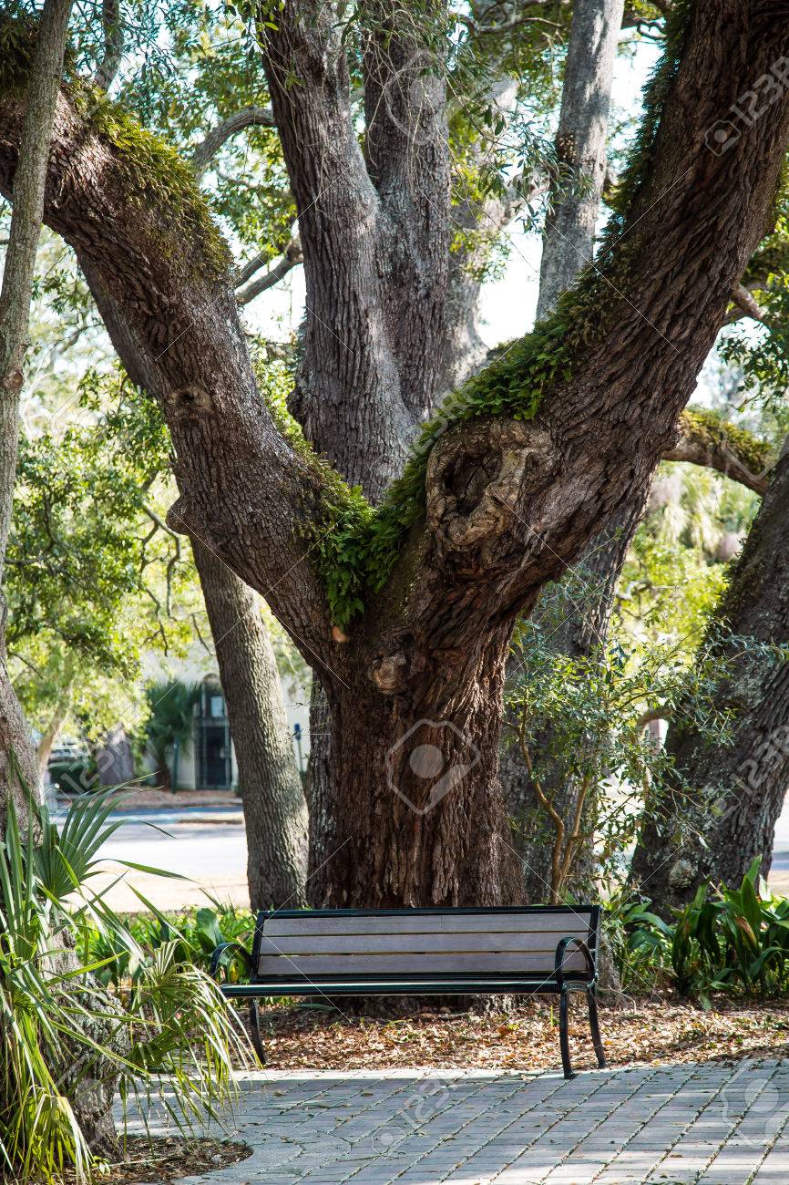 oak wood bench on An Old Wood Bench Under A Massive Live Oak Tree Stock Photo Picture And Royalty Free Image Image 27462141
