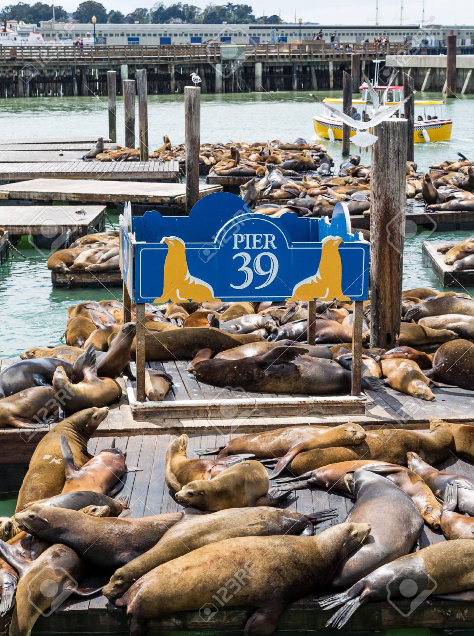 サンフランシスコのピア 39 でアシカやアザラシの群衆 の写真素材 画像素材 Image