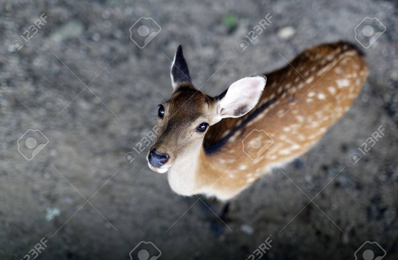 etiam-dictum-ipsum-a-felis