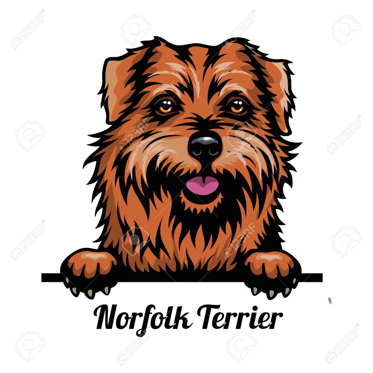 Head Norfolk Terrier Dog Breed Color Image Of A Dogs Head Royalty Free Cliparts Vectors And Stock Illustration Image