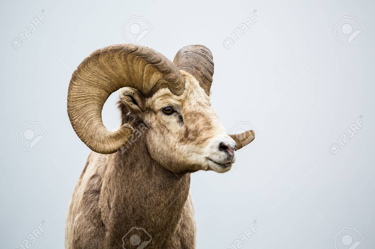 Close up of head and horns of a wild big horned sheep in Southern Canada. Background is a neutral grey fog over a lake. - 74033540 Close up of head and horns of a wild big horned sheep in Southern Canada. Background is a neutral grey fog over a lake. - 74033540