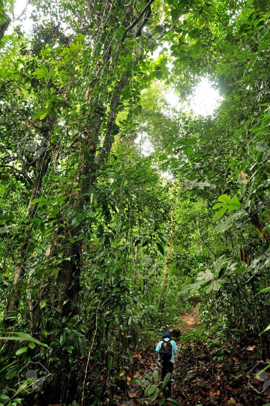 ジャングル トレッキング サバ マレーシア ボルネオ の写真素材 画像素材 Image