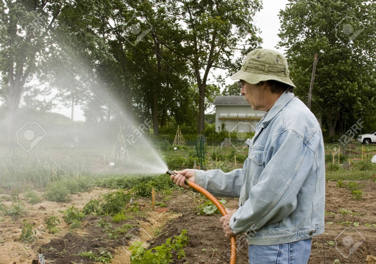 庭師の庭のホースからスプレーで庭の水まき の写真素材 画像素材 Image