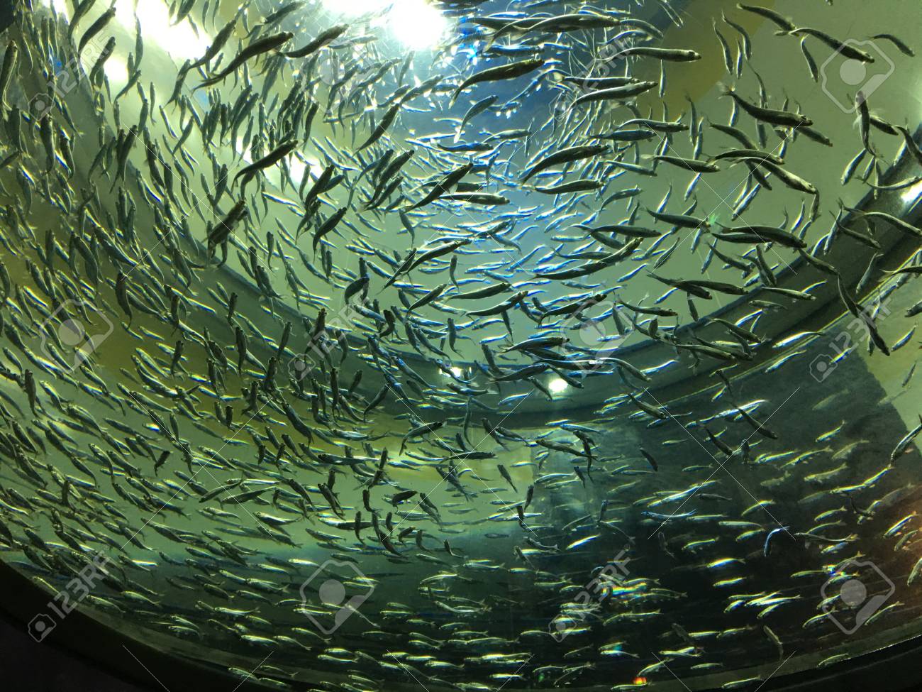 Muchos Peces Pequeños Nadando En Un Tanque Con Otros Animales Acuáticos, En Una Formación Circular Fotos, Retratos, Imágenes Y Fotografía De Archivo Libres De Derecho. Image 105382014.