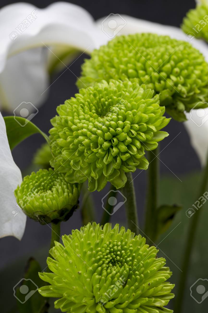 緑の菊の花のクローズ アップ の写真素材 画像素材 Image