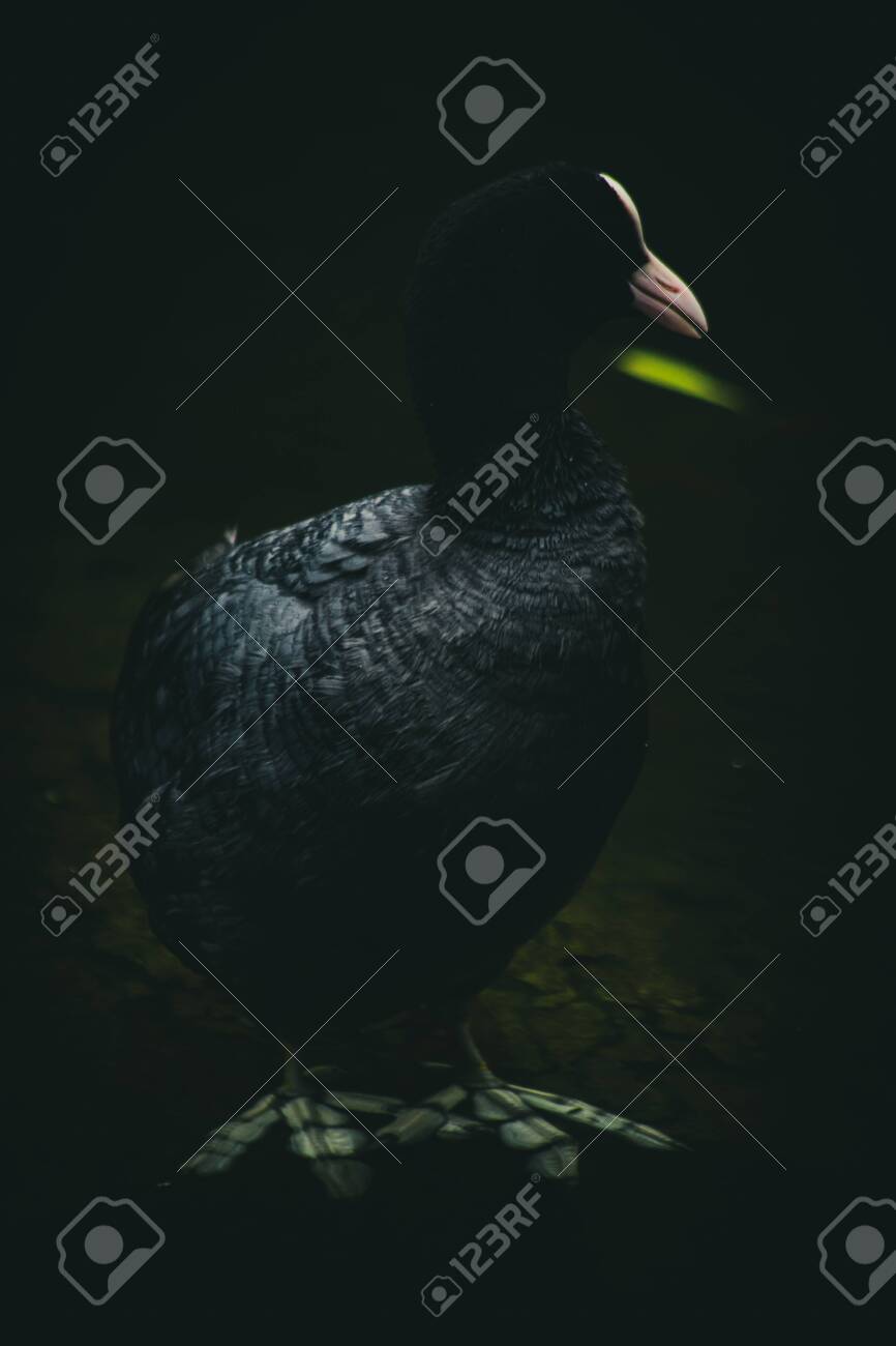 etiam-dictum-ipsum-a-felis