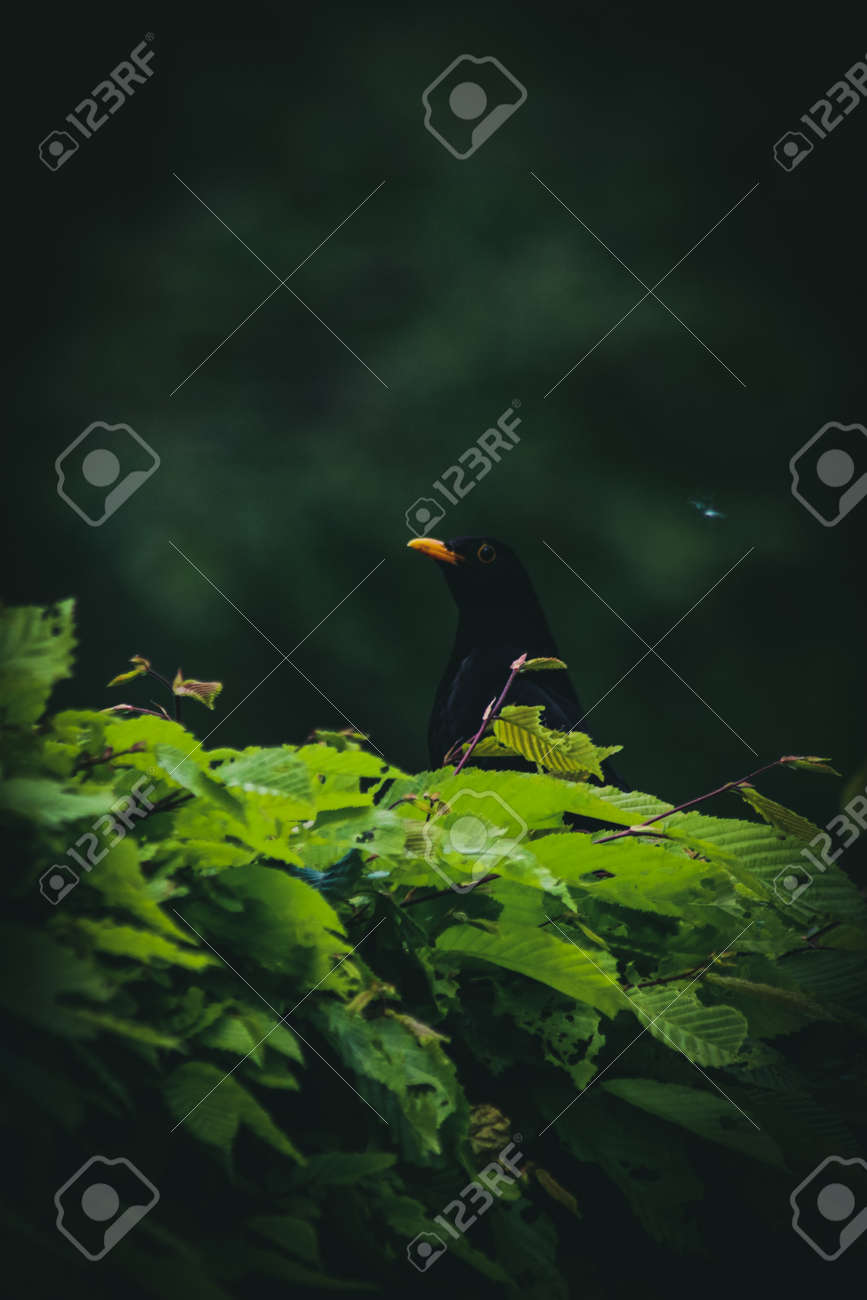 etiam-dictum-ipsum-a-felis