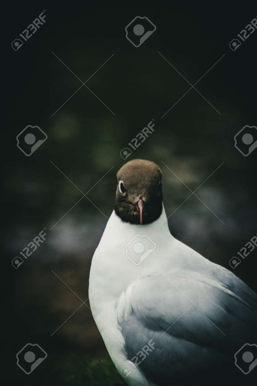 etiam-dictum-ipsum-a-felis