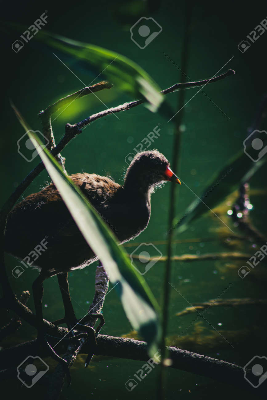 etiam-dictum-ipsum-a-felis